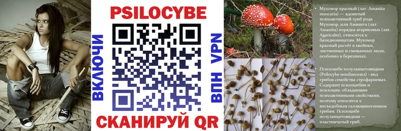 Псилоцибиновые грибы Cubensis  hydra   Сегежа 